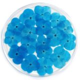 Resin Coaster Real Flower Hydrangea Blue 10x10x0.6cm