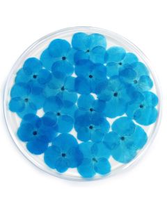 Resin Coaster Real Flower Hydrangea Blue 10x10x0.6cm